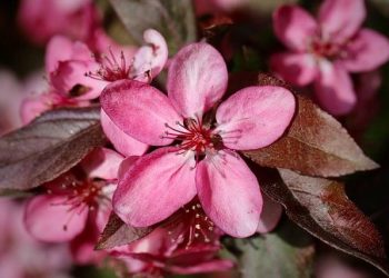 Inside the Celebrity Connection Chronicles