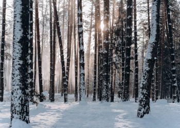 Power Couples: Olympic Partners who Elevate Love and Sport