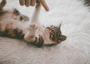 A Journey Through Love: Celebrity Couple’s Relationship Timeline