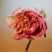 Capturing Love: The Challenges of Fame and Relationships