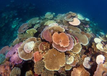 Exploring the Impact of Climate Change on Coral Reef Ecosystems