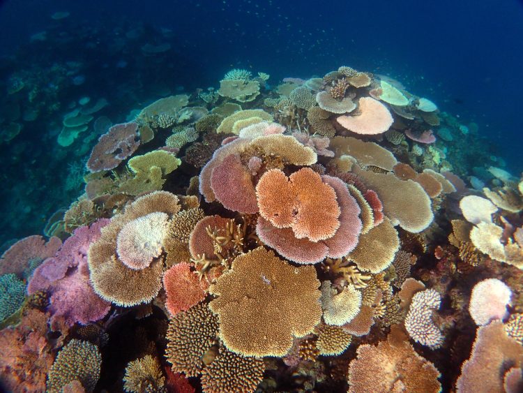 Exploring the Impact of Climate Change on Coral Reef Ecosystems