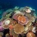 Exploring the Impact of Climate Change on Coral Reef Ecosystems