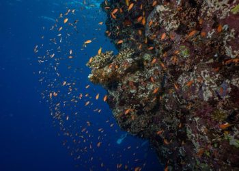 Exploring the Impact of Climate Change on Coral Reefs