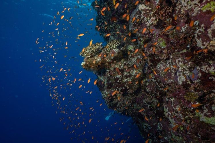 Exploring the Impact of Climate Change on Coral Reefs