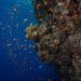 Exploring the Impact of Climate Change on Coral Reefs