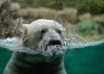 The Impact of Climate Change on Global Agricultural Production