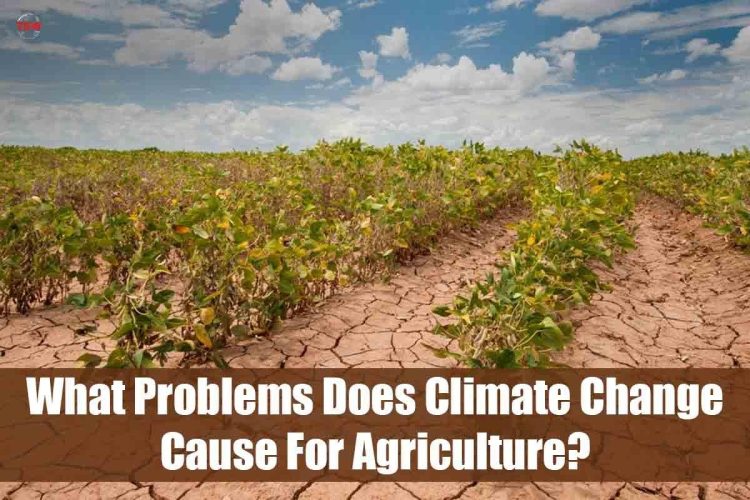 The Impact of Climate Change on Global Agriculture